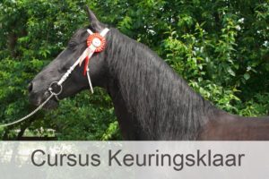 keuring, kfps, fries, keuringsklaar, trainen, paard, merrie