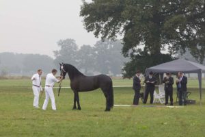 friesian, inspection, studbook, keuring, friesian mare