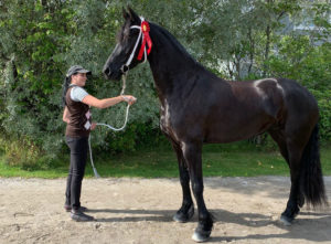 fries, merrie, stermerrie, keuring, keuringsklaar